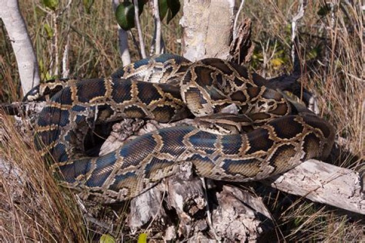 Are Burmese Pythons Venomous? Exploring the Truth About These Majestic Reptiles